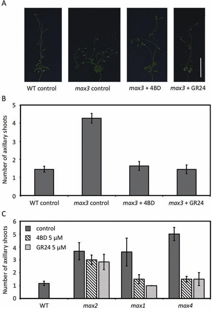 Fukui et al. Selective Mimics of Strigolactone Actions 93 Figure 4. Effect of 4BD on Axillary Shoots of Arabidopsis max Mutants.