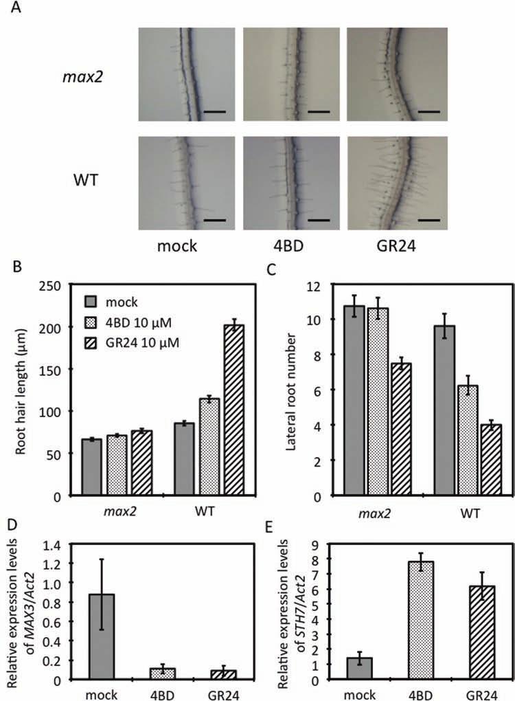 94 Fukui et al. Selective Mimics of Strigolactone Actions Figure 5. Effect of 4BD on Arabidopsis Root Architecture and on SL-Related Gene Expression.