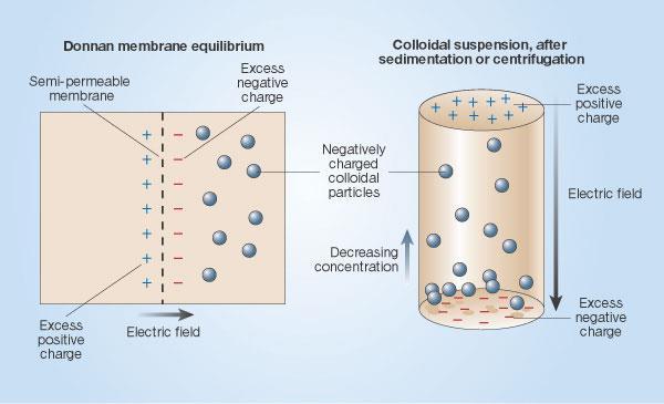 Donnan membrane equilibrium and sedimentation The electric field generated in the sedimentation or centrifugation of charged colloidal particles could be exploited to determine the charge and the
