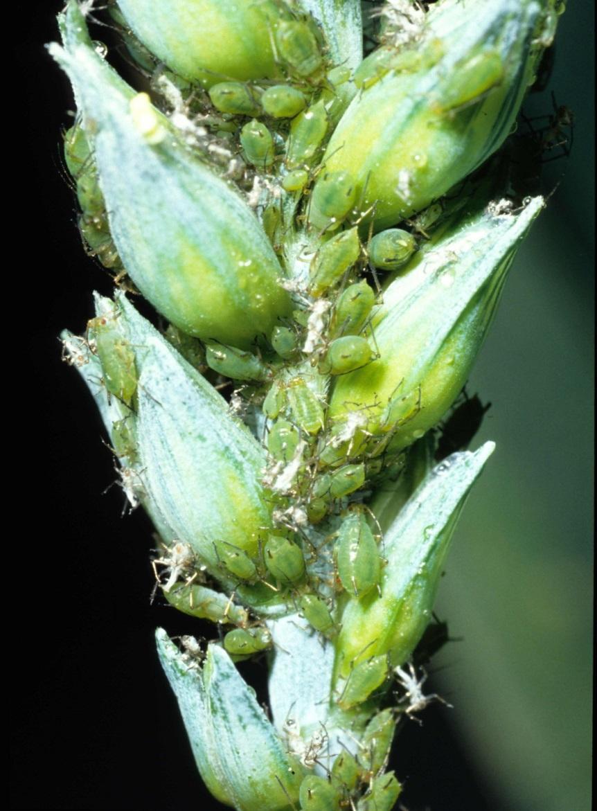 Insecticide resistance in grain aphid Some pyrethroid control