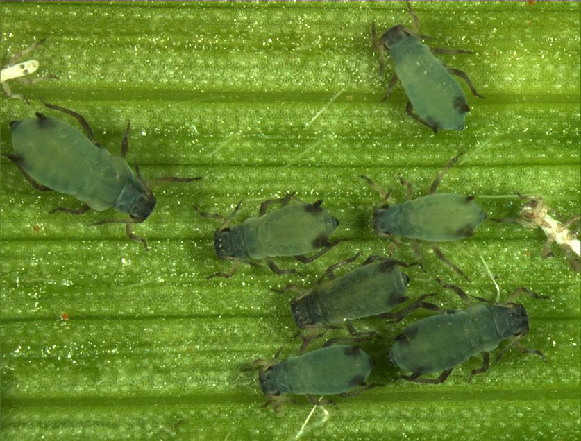38 Rhopalosiphum maidis (Corn leaf aphid) and BYDV-RMV More maize More successful aphid overwintering R. padi may become more efficient at transmitting RMV (Lucio-Zaveleta et al.