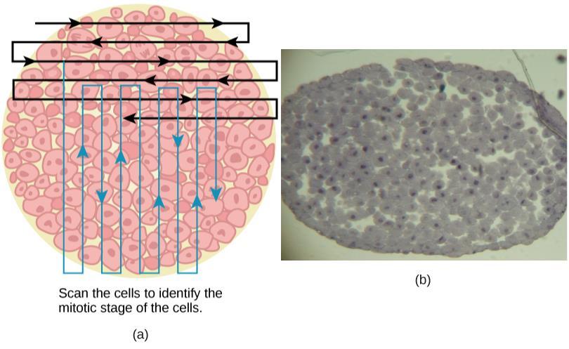 FIGURE 10.9 Slowly scan whitefish blastula cells with the high-power objective as illustrated in image (a) to identify their mitotic stage.