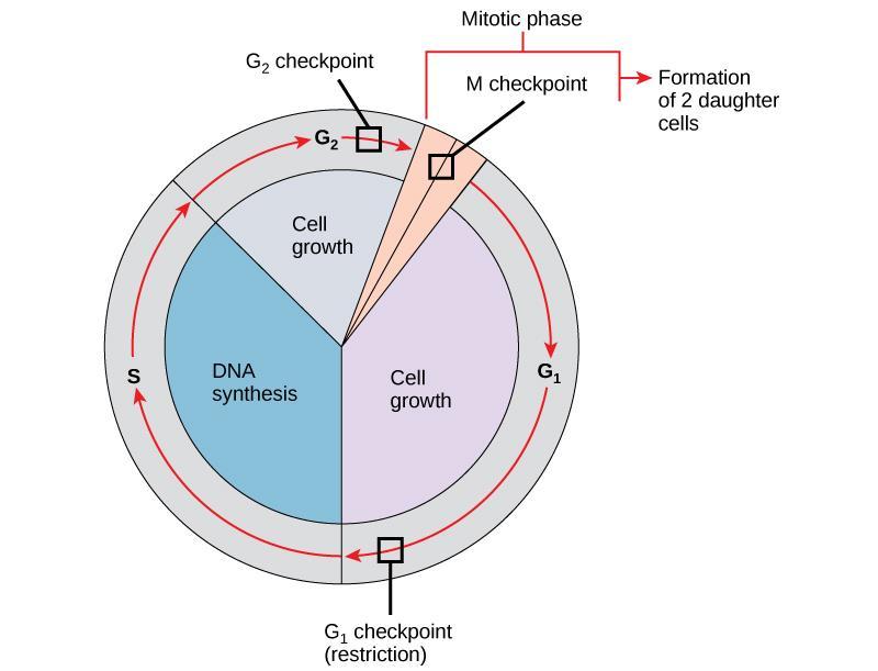 FIGURE 10.10 The cell cycle is controlled at three checkpoints. The integrity of the DNA is assessed at the G 1 checkpoint.
