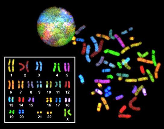 FIGURE 10.3 There are 23 pairs of homologous chromosomes in a female human somatic cell.
