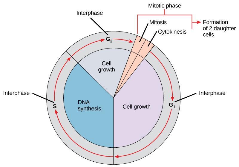 FIGURE 10.5 The cell cycle consists of interphase and the mitotic phase. During interphase, the cell grows and the nuclear DNA is duplicated.