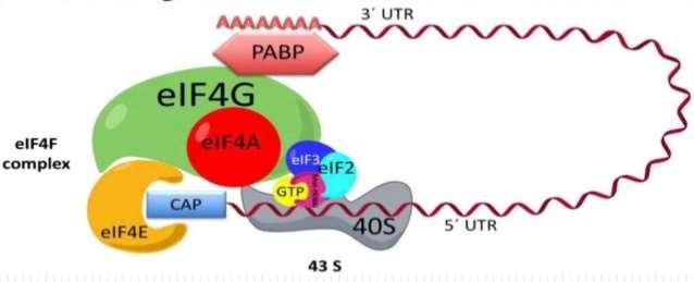 Translation initiation in eukaryotes The initiation factor, eif4g, is member of a complex that