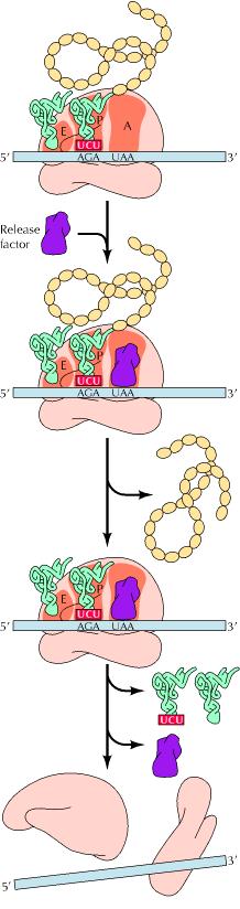 Translation termination A stop signal is required for the termination of protein synthesis. The codons UAA, UAG, and UGA are the stop signals.