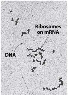 Each ribosome produces one copy of the polypeptide chain specified by the