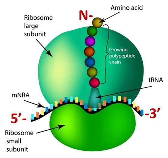 Ribosomes Ribosomes are the sites of protein synthesis in both prokaryotic and eukaryotic cells. E.