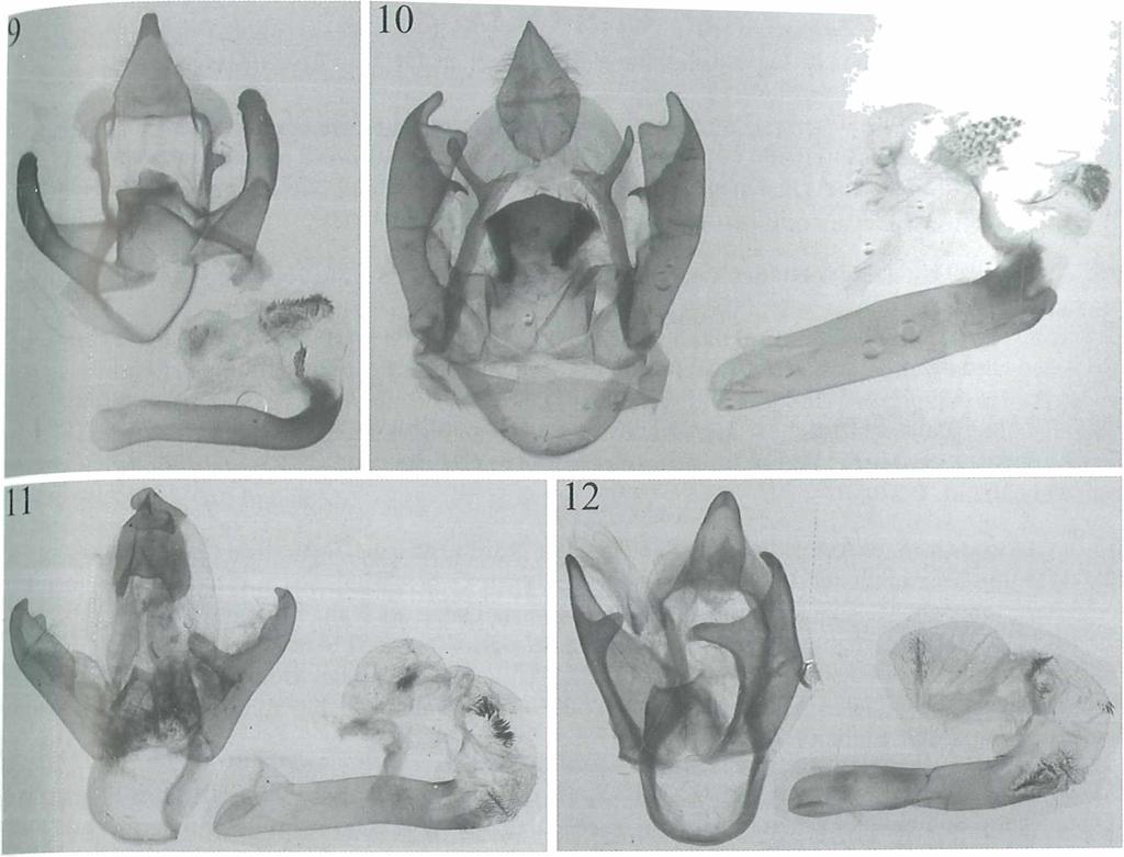 Fig. 9: Nannoarctia oblicjuifascici (Hampson, 1894), W. Nepal, Mahakari, Bedh, 700 m, 21-22.VI. 1995. Fig. 10: Rajendra perrottettii (Guérin-Méneville, [1844]), India, Malavli, Maharashtra, 30.VII.