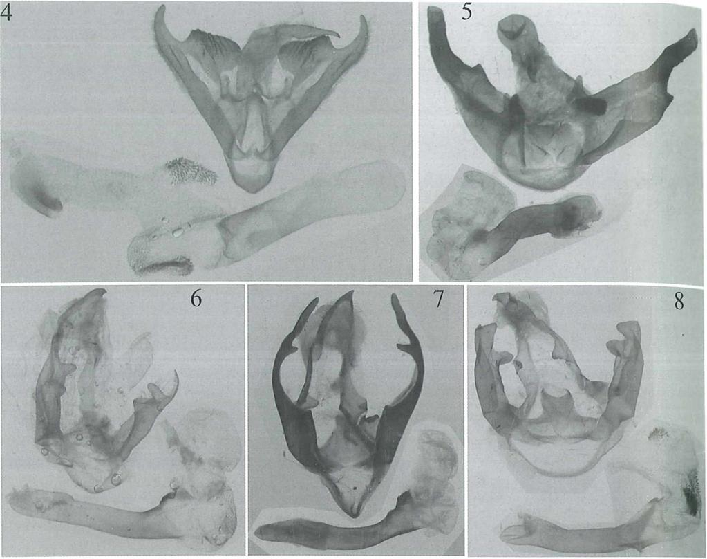 Fig. 4: Argina astreci (D rudy, 1773), India, E Sikkim, 20 km SE of Ganghtok, Phidim Rain Forest, h^löoo m, VII.2002, O. Yu. A mmosov leg. Fig.