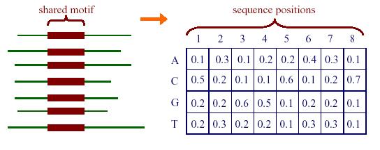 Motifs and Weight Matrices Given a set of aligned sequences, we already know