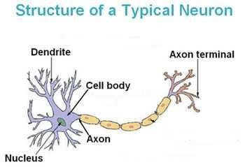 Fig.. Neuron. Sodium channels are called so because they are specific for sodium ions. In fact, they have a particularity : they can be in an active state or in an inactive state.