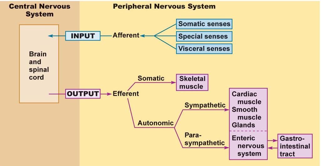 Overview Organization: Central Nervous System (CNS) Brain and spinal cord receives and processes information. Peripheral Nervous System (PNS) Nerve cells that link CNS with organs throughout the body.