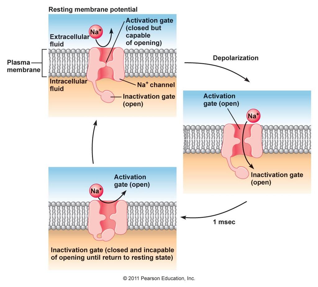 a. During the resting membrane potential the activation gate is closed while the inactivation gate is open. b.