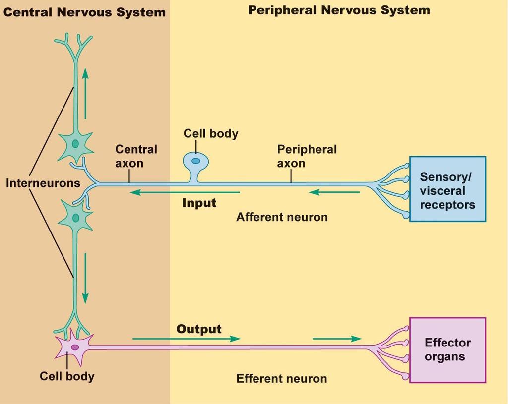 Glial Cells Glial cells include astrocytes, ependymal cells, microglia, oligodendrocytes (in the CNS) and Schwann cells (in the PNS).