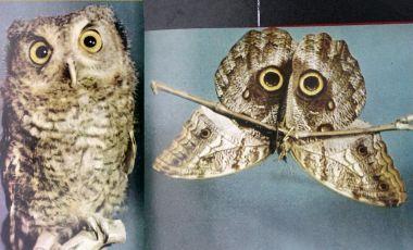 Example of mimicry Moth
