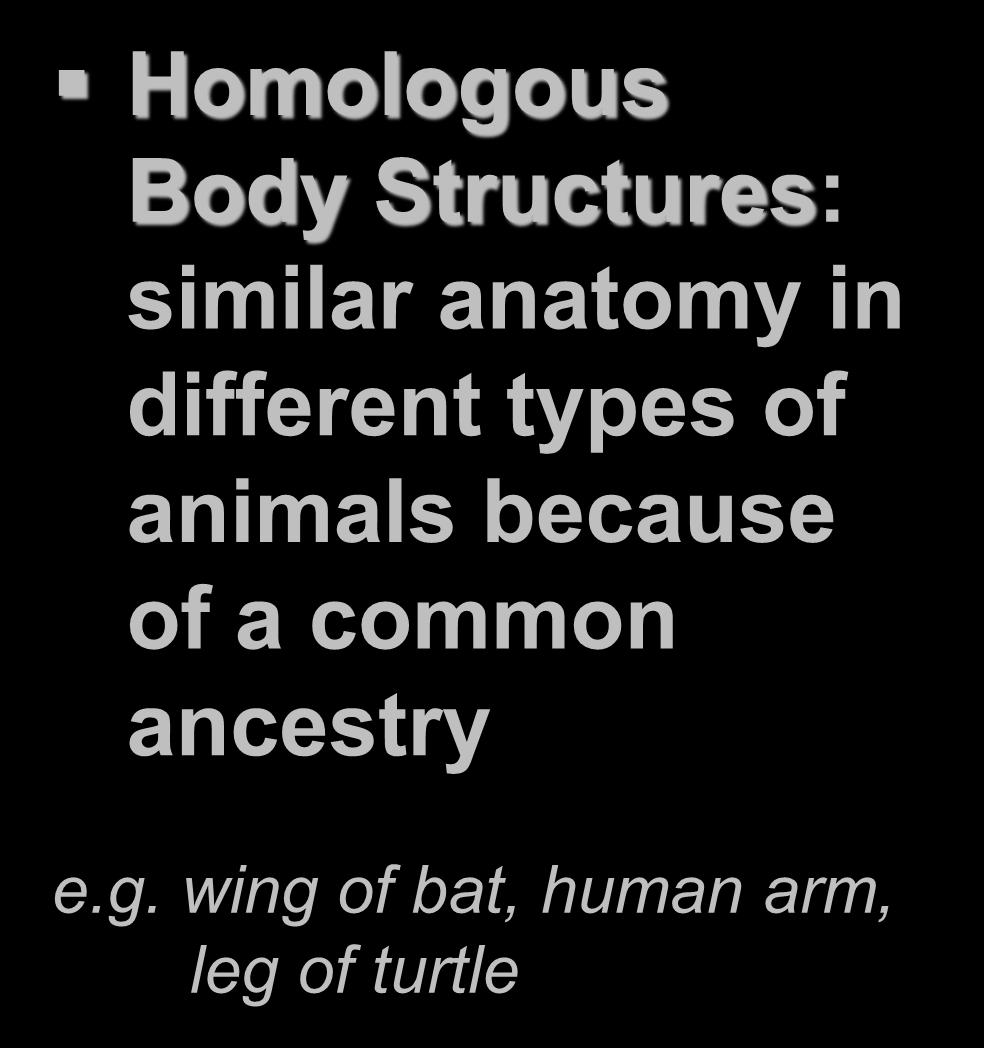Homologous Body Structures Homologous Body