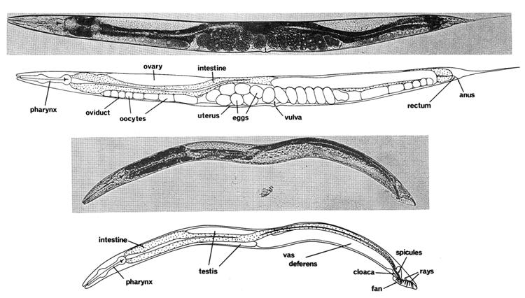 INTRODUCTION 1. The nematode Caenorhabditis elegans Caenorhabditis elegans is a 1 mm long free-living soil nematode. It exists as two sexes: hermaphrodites and males (Fig. 1).