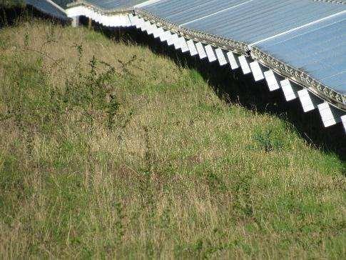Mr. T. Czapski Kencot Hill Solar Farm Photograph 2. A skylark on the ground between panel arrays at. Photo by Owen Crawshaw 27/04/16.
