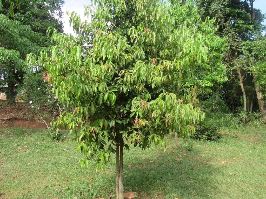 John s wart), Curcuma amada (mango ginger), Centella asiatica, Cinnamomum verum (cinnamon), Ethrythina