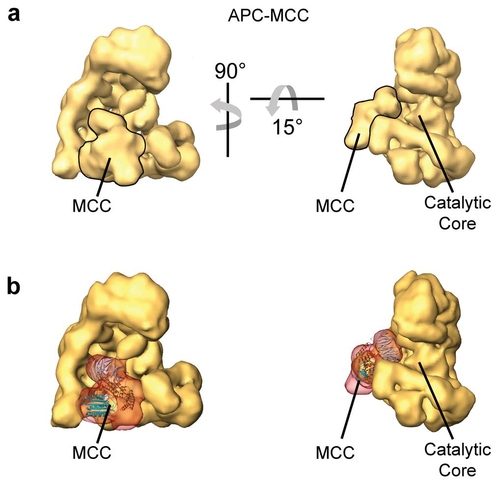 mechanism of E3 ligase shutdown - 21 Supplementary Figure 8. Representation of prior structural data for APC/CMCC for comparison to APC/C CDH1 -EMI1 DLZT.