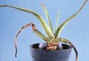 occur in California Known hosts are Aloe spp.