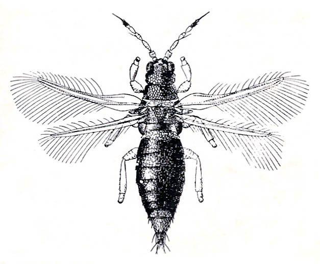 Small, elongate, cylindrical, insects ranging from 1/16 to 3/8 inch Most adults have