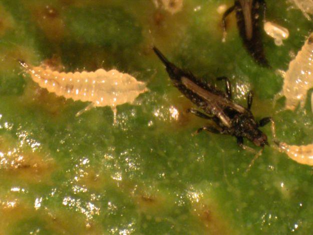 Management - Thrips Detection of thrips can be done by placing a white paper beneath the leaves or flowers and shake the plant.