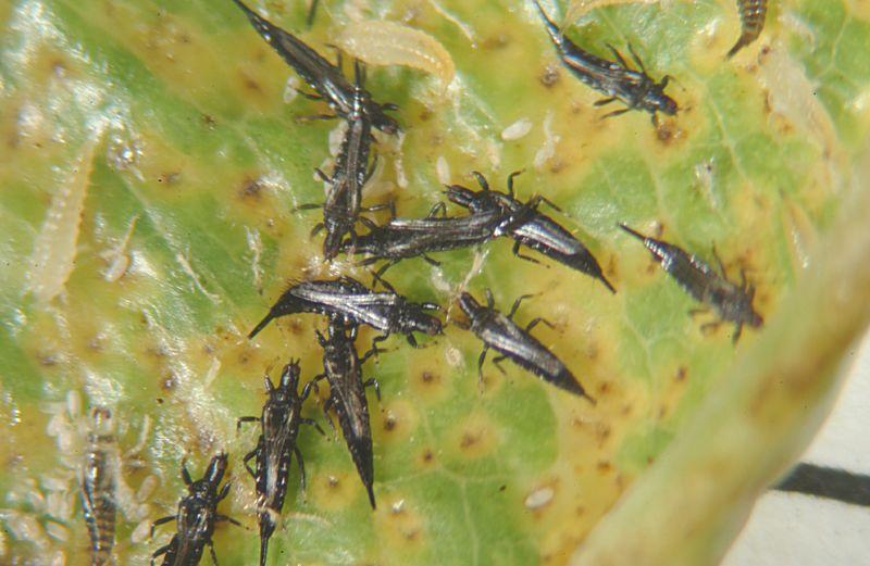 Ficus Thrips (Gynaikothrips