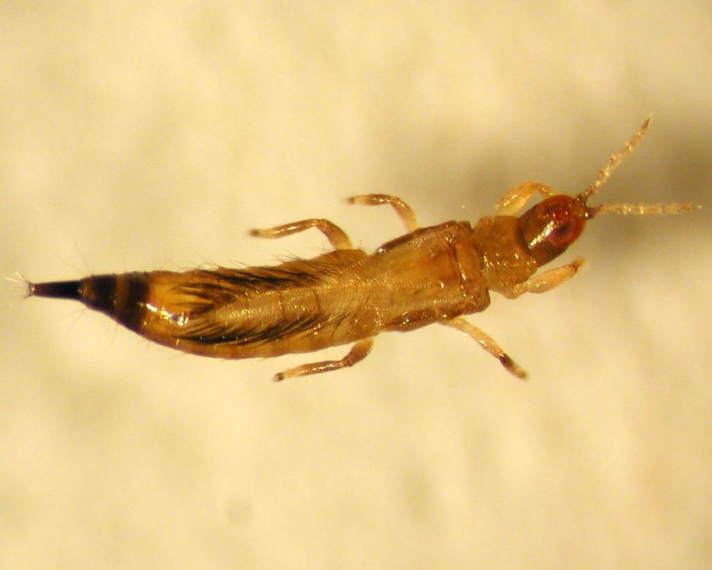 Holopothrips sp.