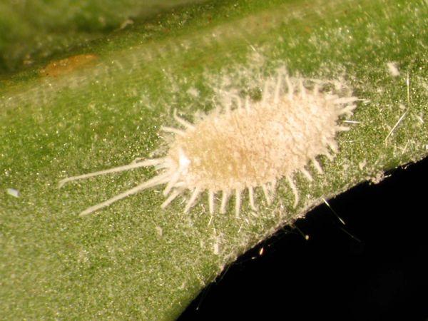 Oils and soaps Management Scales and Mealybugs Requires frequent application Insecticides/Insect Growth Regulators Contact sprays are most effective against the crawler stage; thorough coverage is