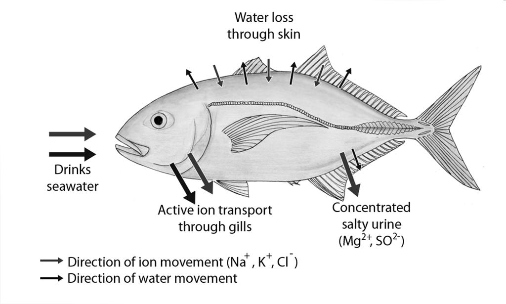 Water and Salt Regulation in Aquatic Organisms Marine Invertebrates Isomotic Energy conservation Sharks, rays, and skates Hyperosmotic Gain water through osmosis Excrete excess salt (sodium) through