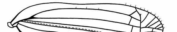 752 GNEZDILOV Figs. 1 5. Ommatidiotinae, wings: (1, 3, 4) fore wing; (2, 5) hind wing) [(1, 2) Cano merinus gen. et sp. n.