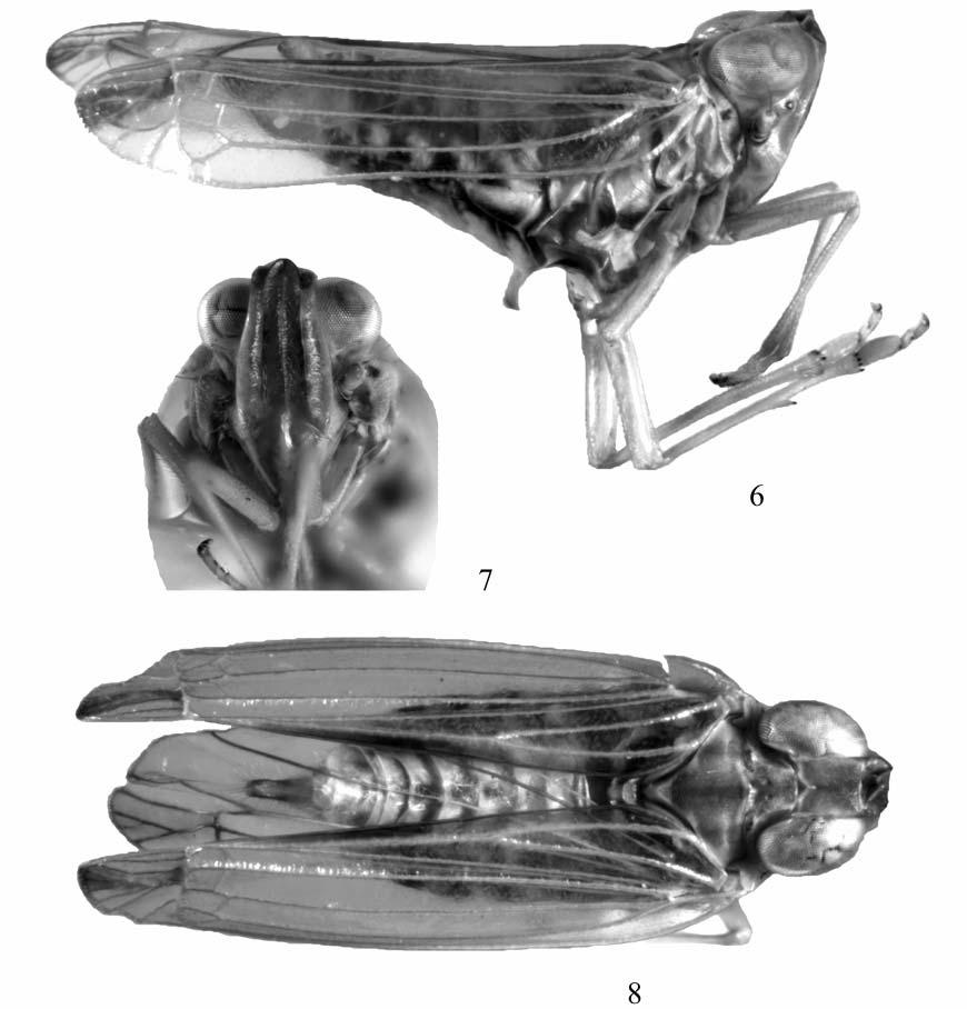 NEW AND LITTLE KNOWN PLANTHOPPERS 753 Figs. 6 8. Cano merinus gen. et sp. n., holotype: (6) lateral view, (7) front view, (8) dorsal view. Material. Madagascar.