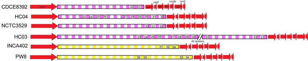 Variants of Type I-E CRISPR-Cas system Type I-E-a Total unique spacers: 101 Shared spacers: 12 Duplicated