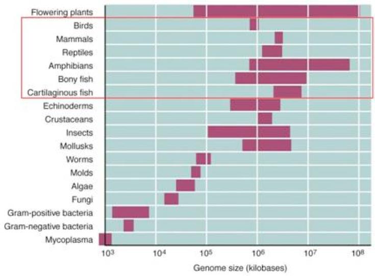 Introns The average number of introns per gene in most multicellular species is 4-7, whereas the average number for most unicellular eukaryotes is less than two Transposon abundance increases with
