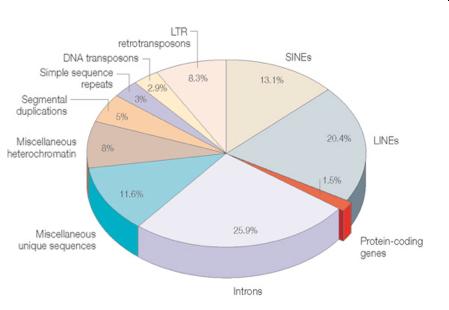 Genome Components of the Human Genome transposons Less than 1.5% of the human genome consists of the suspected ~30,000 protein-coding sequences.