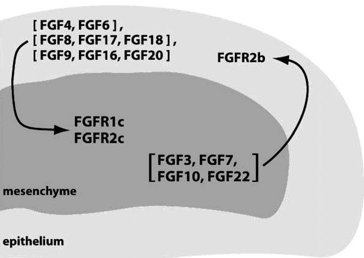 10 ENDOCRINE FGFs AND KLOTHOS Figure 4. Paracrine FGFs mediate an epithelial-mesenchymal signaling loop.