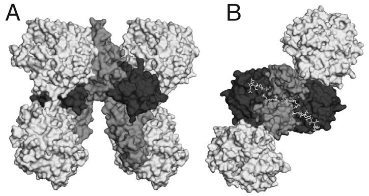 THE STRUCTURAL BIOLOGY OF THE FGF19 SUBFAMILY 19 Figure 8. 55 and is depicted in dark grey. 140 klotho and is depicted in light grey.