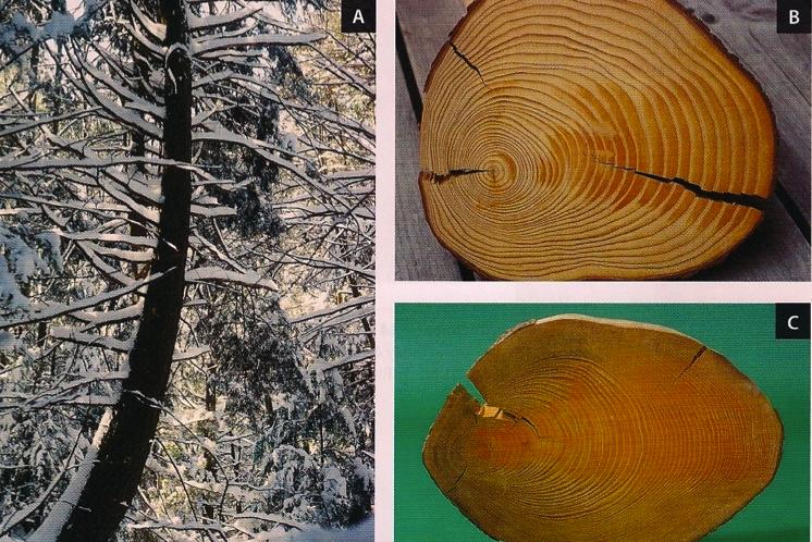 Reaction wood In conifers = compression wood dense wood lignin lower side of