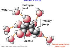 Solvation of polar molecules Small molecules such as sugars are soluble at room T Some H-bonds are formed between water and solute