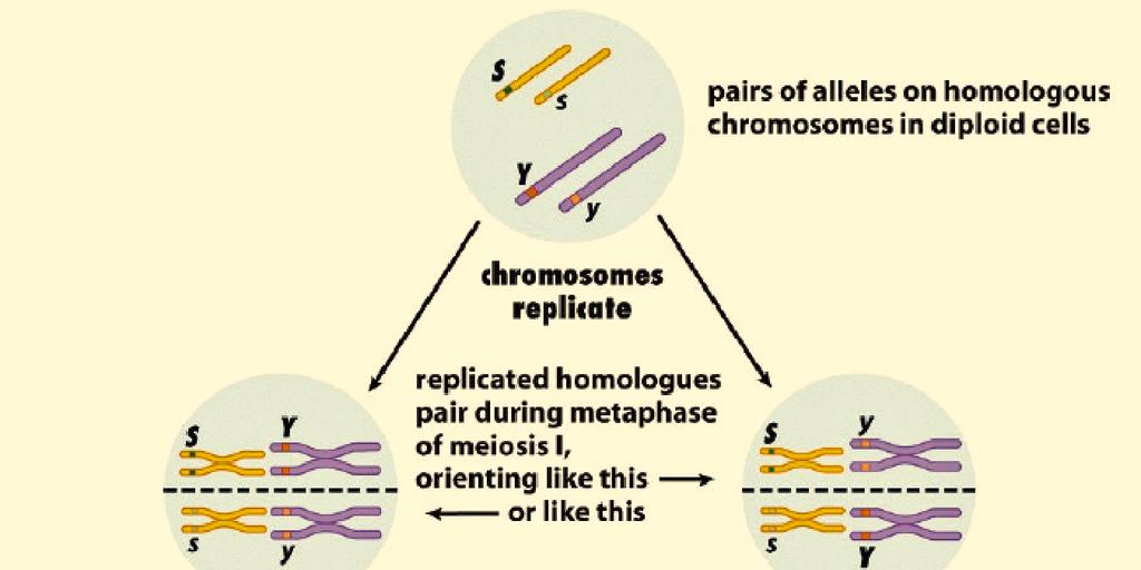 Chromosomes and Inheritance - 1 Chromosome Theory of Inheritance Although Gregor Mendel did tremendous work in determining how genetic information was passed from generation to generation, he had no