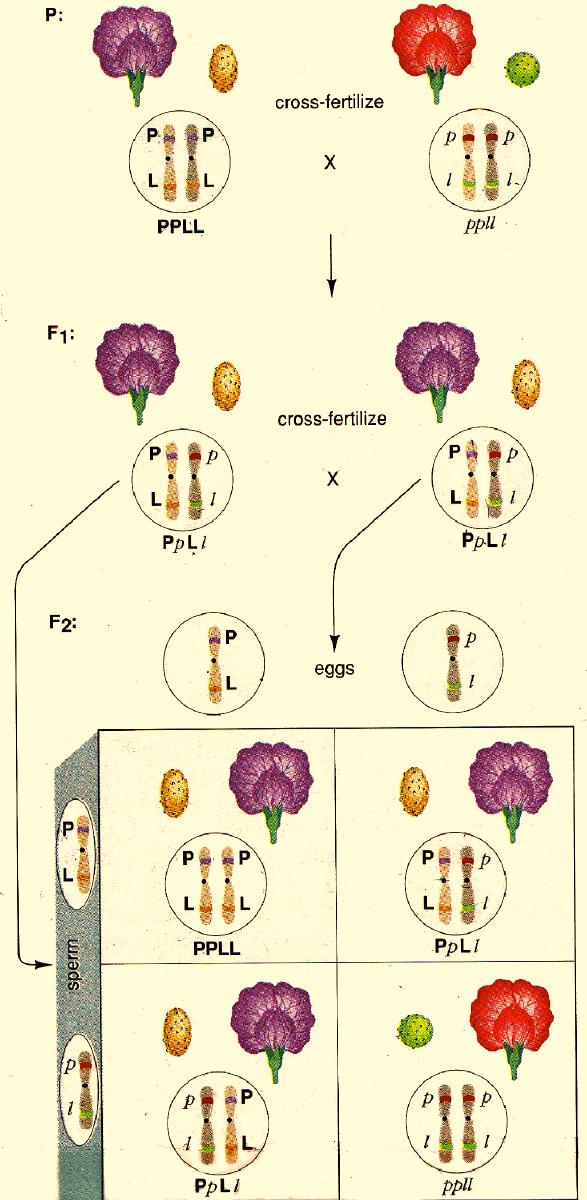 How can we have thousands of genes and not thousands of chromosomes? In 1908, researchers discovered a dihybrid cross in sweet peas that did not have the predicted Mendelian ratio of 9:3:3:1.