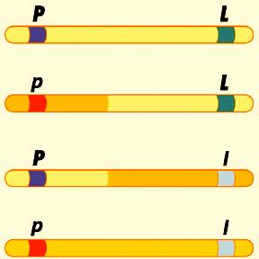 the dihybrid crosses. Could genes somehow sometimes during meiosis? Recall that during our discussion of meiosis that crossing over occurs during Prophase I.