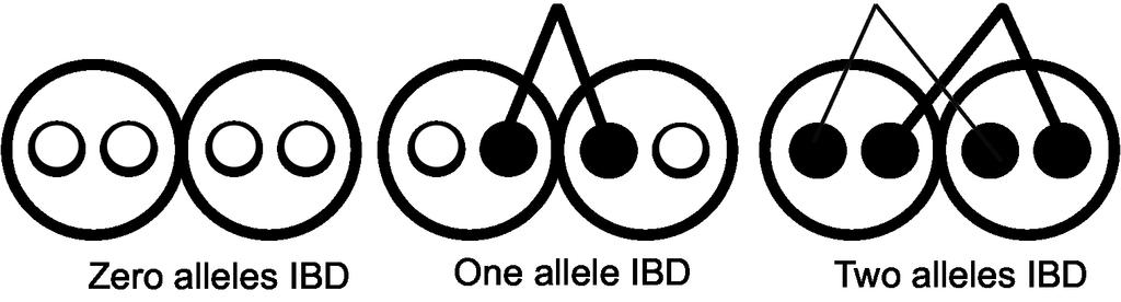 Figure 2: Three pairs of diploid individuals sharing 0, 1, or 2 alleles IBD where lines show the sharing of alleles by descent (e.g. from a shared ancestor).