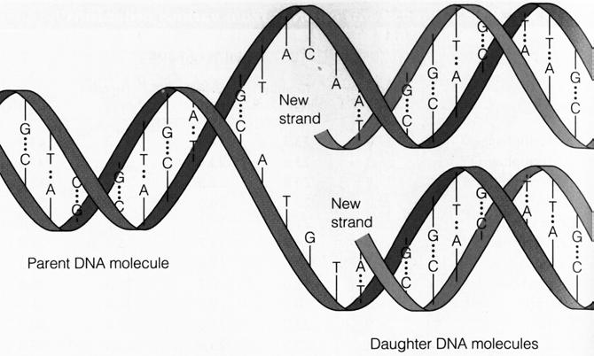 DNA Duplication