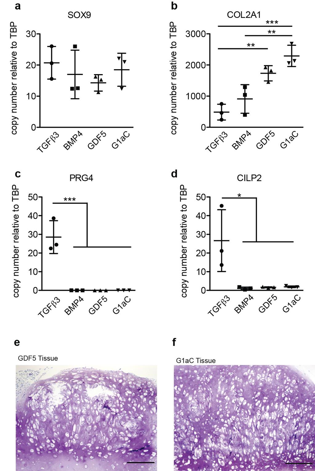 Supplementary Figure 11 hesc-derived chondrocytes derived in the presence of GDF5 do not acquire an articular chondrocyte phenotype.