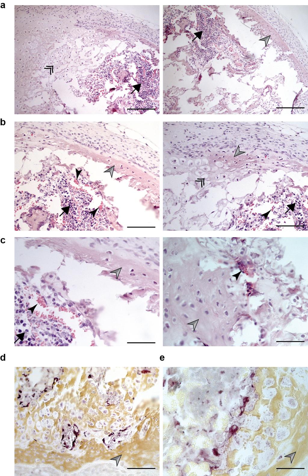 Supplementary Figure 12 BMP4-treated chondrocytes have the capacity to generate grafts containing developing bone ossicles and hematopoietic cells after 12 weeks in vivo.