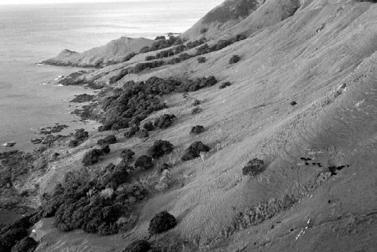 Figure 47. View of north-facing coastal slopes looking east towards Tahurua Point, East Cape. Y14/18 is in the centre of the photo. Photo: L. Furey. 7.5.